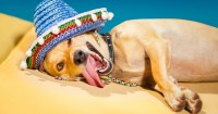 Foto Cosa fa il cane quando ha caldo: comportamenti e consigli per affrontare l'estate