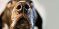 Foto Cosa possono fiutare i cani: un olfatto straordinario