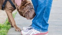 Foto Il cane riesce a fiutare il tumore nell'uomo: il potere olfattivo al servizio della salute