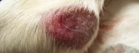 Foto Infezione batterica della pelle (Piodermite) nel Cane