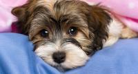 Foto Diarrea nel cane: diagnosi e trattamento