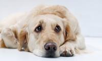 Foto Paure e ansie nel cane: cause e trattamento