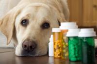 Foto Farmaci per il dolore nel Cane