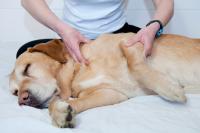 Foto Dolore alle ossa del Cane: cause e cure