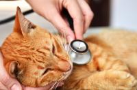 Foto Filariosi cardiopolmonare nel Gatto: sintomi e cure