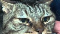 Foto Tumore dell'occhio nel gatto: sintomi e cure