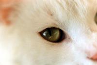 Foto Infiammazione della cornea (cheratite eosinofila) nel Gatto