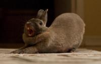 Foto Infiammazione agli occhi del coniglio: cause e cure