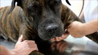 Foto Babesiosi del cane: cause, sintomi e cure