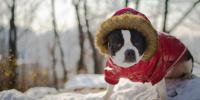 Foto Segni per capire se il cane ha freddo