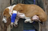 Foto Rottura del legamento crociato nel cane: sintomi e cure