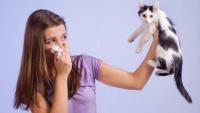 Foto Sei allergico al gatto? Ecco alcuni consigli