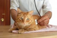 Foto Pancreatite nel gatto: sintomi e cure