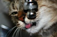 Foto Insufficienza renale cronica nel gatto: cause, sintomi e cure