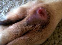 Foto Problemi comuni alla pelle del cane
