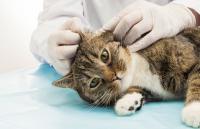 Foto Infiammazione dell'orecchio (otite) nel gatto: cause e cure
