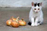 Foto 3 Alimenti comuni tossici per il Gatto