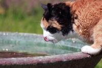 Foto Il tuo Gatto non beve abbastanza acqua?