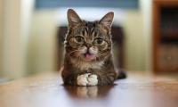Foto 5 consigli alimentari per il tuo Gatto