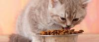 Foto Cosa fare quando un gatto non mangia