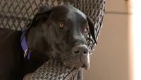 Foto La malattia di Cushing nel cane: cause e cure