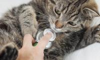 Foto Il gatto soffre di asma? Cause e cure
