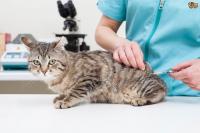 Foto Effetti collaterali dei vaccini per il Gatto