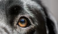 Foto Il cane ha l'occhio secco: sintomi e cure