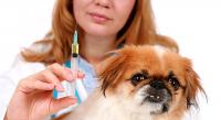 Foto Sintomi e trattamento del cane diabetico