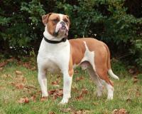 Foto American Bulldog: caratteristiche e carattere