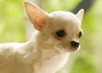 Foto Chihuahua: caratteristiche e carattere