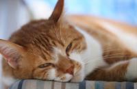 Foto Versamento pleurico nel Gatto: cause e cure