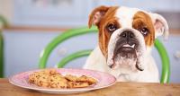 Foto Incoraggiare un Cane malato a mangiare