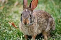 Foto Il coniglio ha la diarrea? Cause e cure