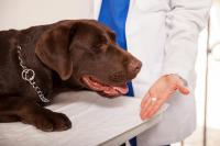 Foto I pericoli della medicina alternativa per il Cane