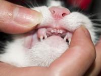 Foto Infezione alla bocca (stomatite) nel Gatto
