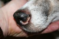 Foto Tumore al naso (Condrosarcoma) nel Cane: sintomi e cura