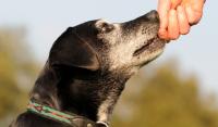 Foto Il Cane ha la leucemia: cosa fare?