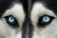 Foto Il cane ha il glaucoma: sintomi e cure