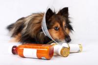 Foto Pancreatite nel cane: cause, sintomi e cure