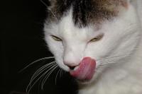 Foto Ipertiroidismo nel gatto: cause, sintomi e cure