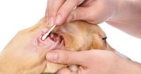 Foto Infezioni all'orecchio del Cane: cause e cure