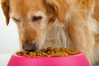 Foto Alimentazione e cura del Cane anemico