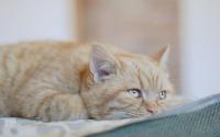 Foto Il mio gatto è depresso: cause, sintomi e trattamento