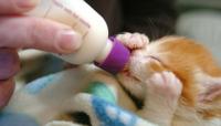 Foto Cosa deve mangiare un gattino appena nato?
