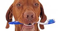 Foto Alcuni modi per pulire i denti al Cane