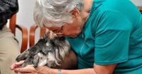 Foto Alzheimer nel Cane: sintomi e trattamento