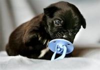 Foto Cura di un Cane neonato