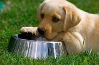 Foto Quanta acqua deve bere il Cane?