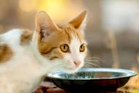 Foto Il gatto mangia troppo (polifagia)? Cause e rimedi